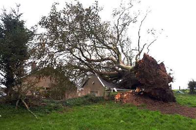 A large tree blown over beside a house, with its roots lifted out of the ground